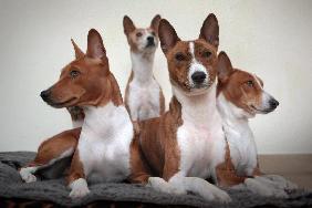 Basenji dogs