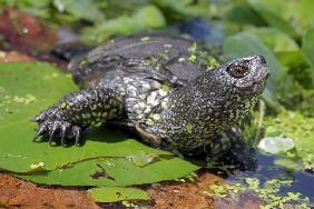 Sumpfschildkröte in der Pfalz