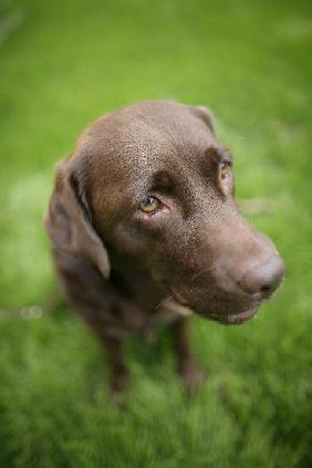 Therapiehunde bringen kranken Menschen Lebensfreude