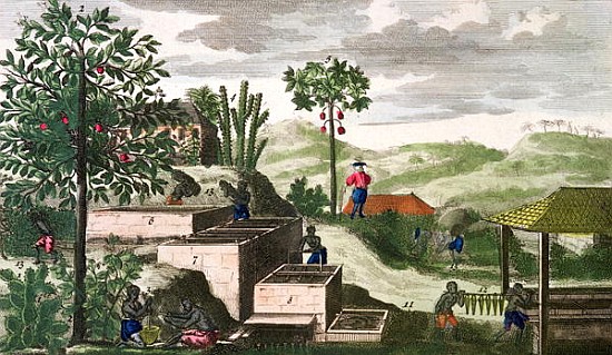 Indigo Plant, illustration from ''Histoire des Antilles'' Jean Baptiste Labat (1663-1738) (see also  de French School