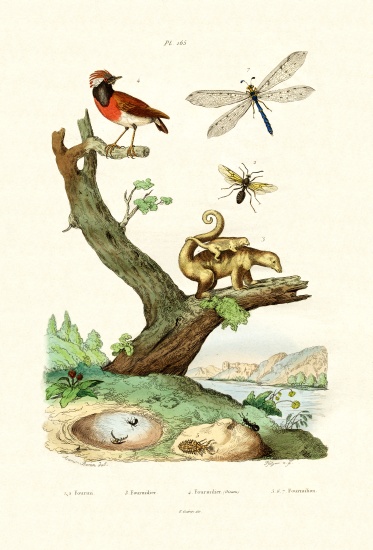 Ants de French School, (19th century)