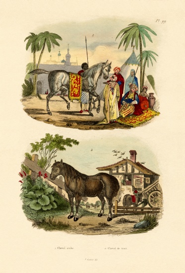 Arab Horse de French School, (19th century)