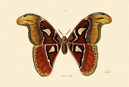 Atlas Moth de French School, (19th century)