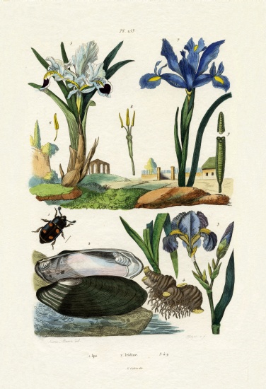 Engraver Beetle de French School, (19th century)