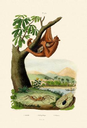 Flying Lemur