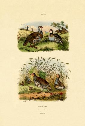 Grey Partridge