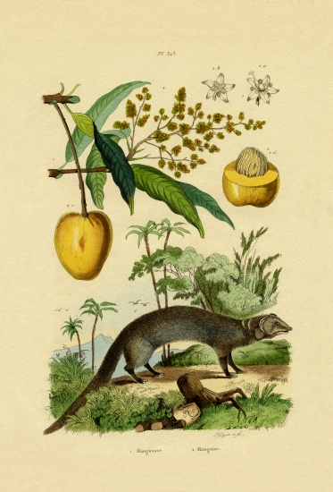 Mongoose de French School, (19th century)