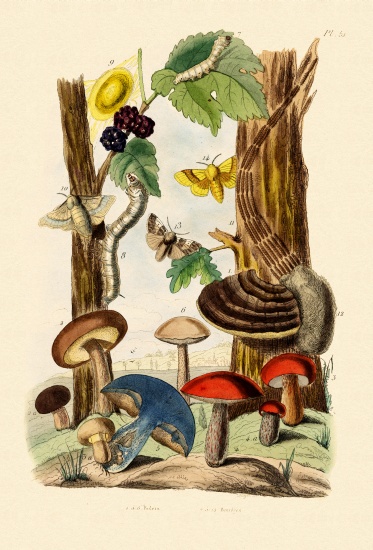 Mushrooms de French School, (19th century)