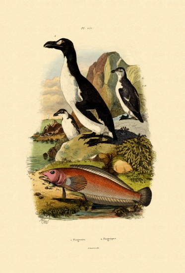 Penguin de French School, (19th century)