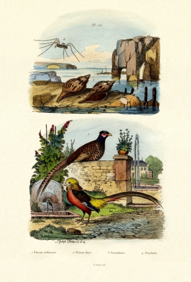 Pheasant de French School, (19th century)