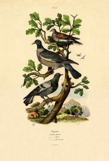 Pigeons de French School, (19th century)