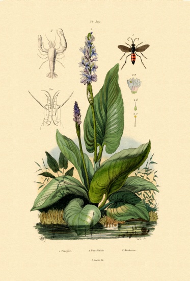 Spider Wasp de French School, (19th century)