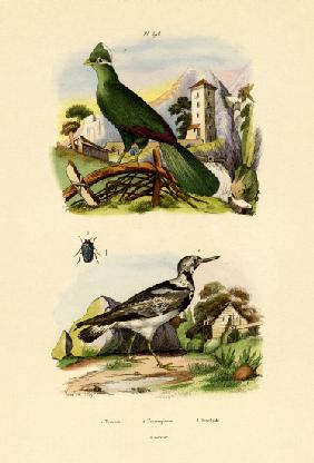 Turaco