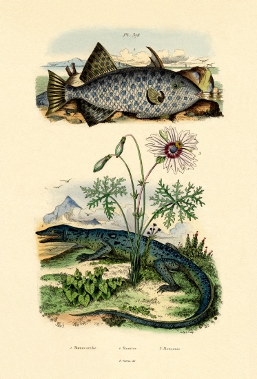 Whitespotted Filefish de French School, (19th century)