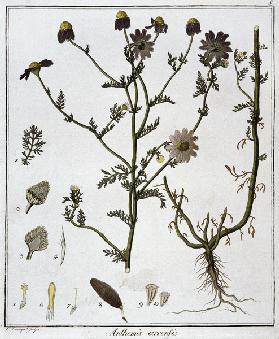 Anthemis arvensis / Etching