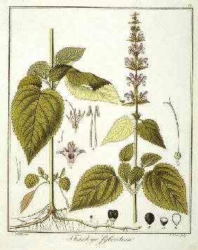 Deadnettle / Etching / Haas