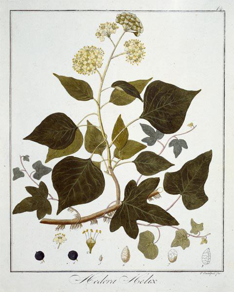 English Ivy / Etching / Guimpel