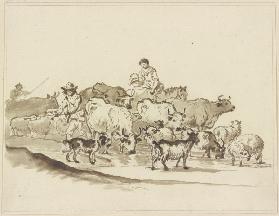 Cattle herds with shephers