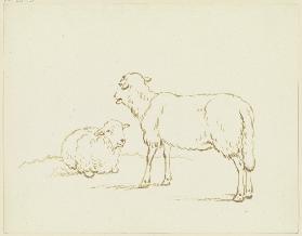 Two sheep