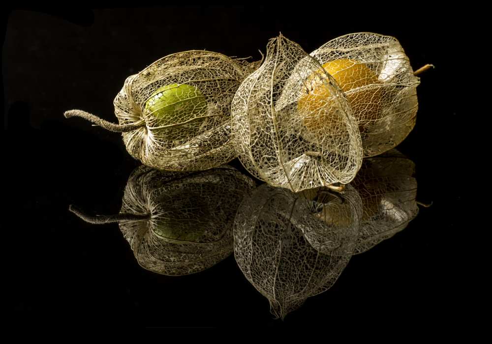 Physalis Alkekengi L. de gaberkosir