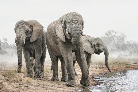 Four Elephants