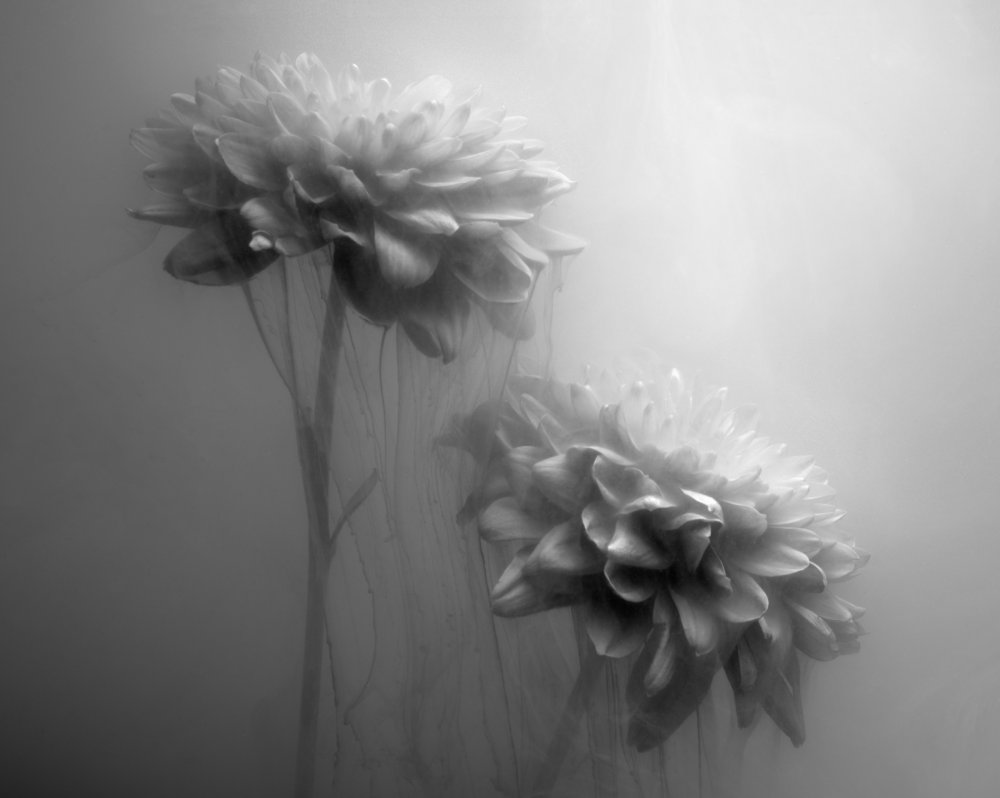Gossamer Flowers de Gary Perlow