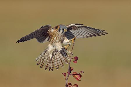 American Kestrel