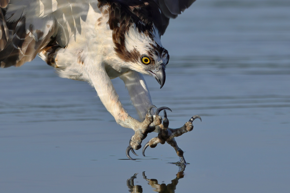 Osprey in Hunting de Gavin Lam