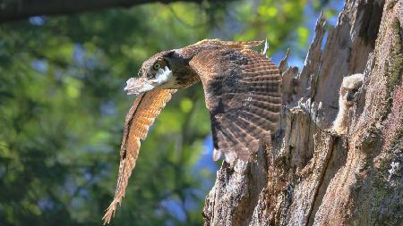 Great Horned Owl