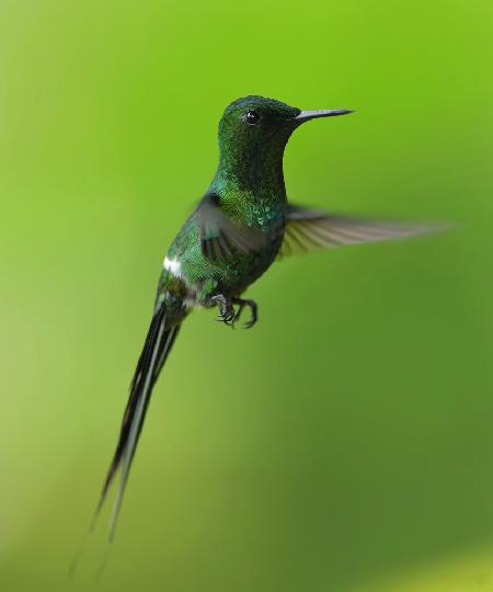 Green Thorntail