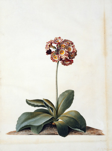 Primula Auricula Variegata. de Georg Dionysius Ehret