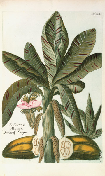 Banana, from J. Weinmann's Phytanthoza Iconographia de Georg Dionysius Ehret