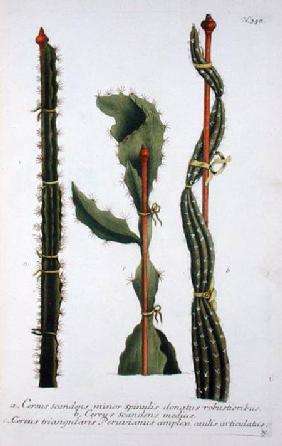 Cereus scandens minor, Cereus scandens medeus and triangularis Peruvianus, from 'Phytanthoza Iconogr