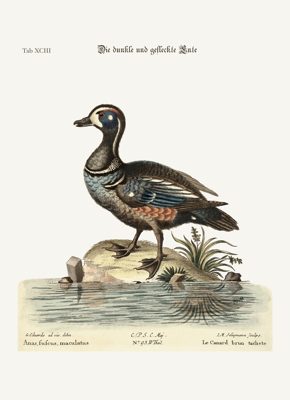 The Dusky and Spotted Duck de George Edwards
