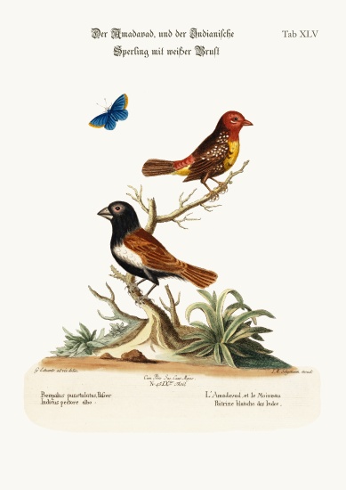 The Amadavad, and the White-breasted Indian Sparrow de George Edwards
