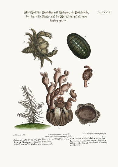 The Balanus of the Whale with Polypes, the Limax Marina, the Hairy Crab, and the Herringbone Coralli de George Edwards