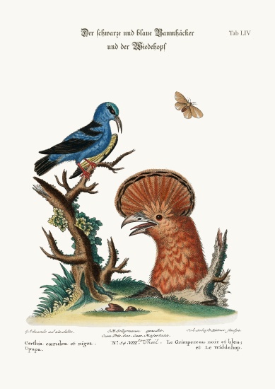 The Black and Blue Creeper, and the Hoopoe Hen de George Edwards