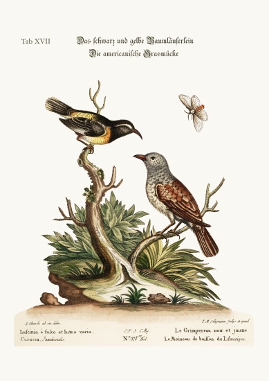 The Black and Yellow Creeper. The American Hedge-Sparrow de George Edwards