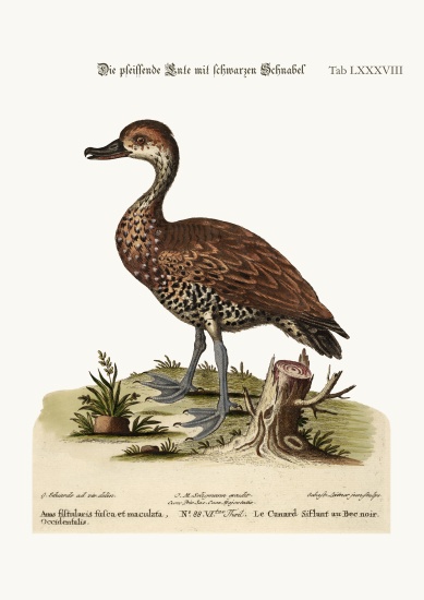 The Black-billed Whistling Duck de George Edwards