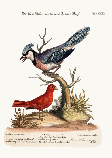 The Blue Jay, and the Summer Red-Bird de George Edwards