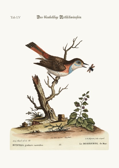 The blue-throat Redstart de George Edwards