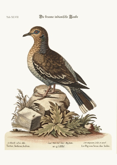 The brown Indian Dove de George Edwards
