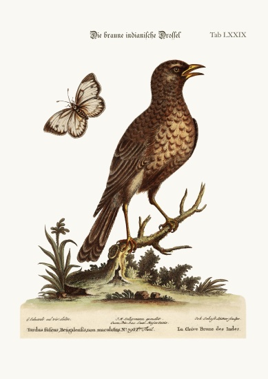 The Brown Indian Thrush de George Edwards