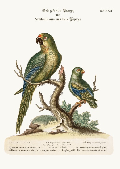 The Golden-crowned Parrakeet and the least Green and Blue Parrakeet de George Edwards