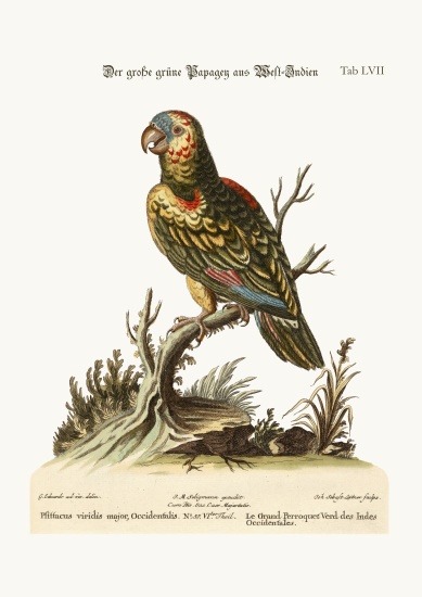 The Great Green Parrot, from the West-Indies de George Edwards