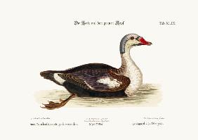 The Grey-Headed Duck