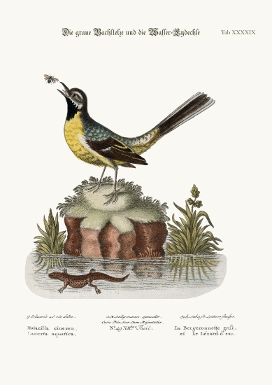 The Grey Water-Wagtail, and the Water Lizard de George Edwards