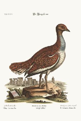 The Hen Bustard