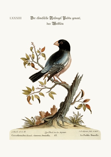 The Hen Padda or Rice-Bird de George Edwards