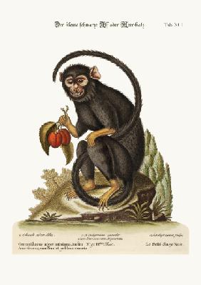 The little Black Monkey